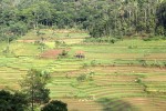 Borobudur Sunrise from Yogyakarta to Chicken Church then Selogriyo Temple