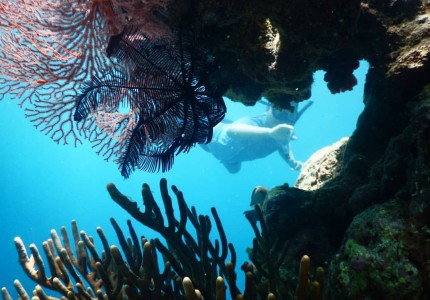 From Banyuwangi: Baluran National Park & Snorkeling