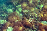 Baluran National Park & Snorkeling from Banyuwangi