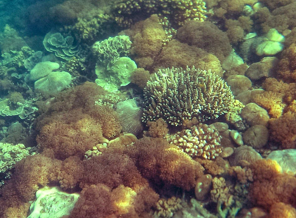 Baluran National Park & Snorkeling from Banyuwangi