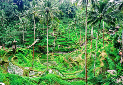 Full Day Tour: Bali Ubud