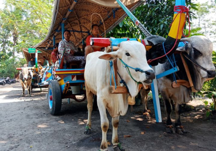 Village Tour: Ox Cart Riding Tour in Prambanan Countryside