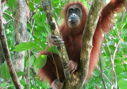 From Medan: Private Full-Day Bukit Lawang Trekking Tour