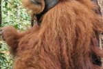 Full-Day Bukit Lawang Trekking Tour