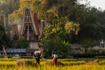 Tana Toraja Tour Package 4D3N