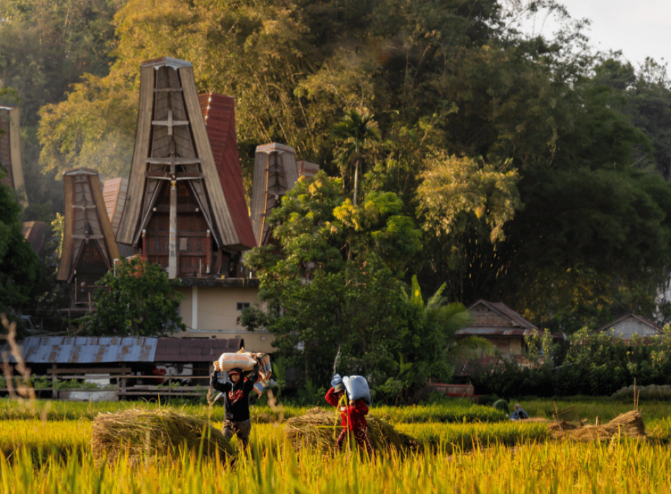 Tana Toraja Tour Package 4D3N