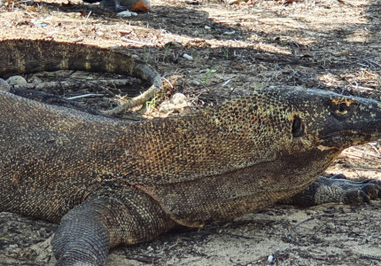 From Labuan Bajo: Komodo One Day Tour