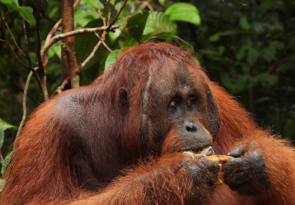 2 Days 1 Night: Orangutan Tour in Tanjung Puting National Park