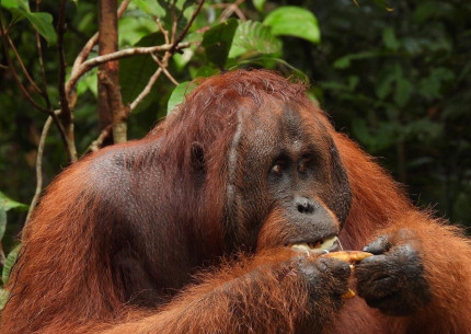 2 Days 1 Night: Orangutan Tour in Tanjung Puting National Park