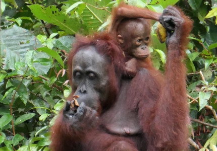 4 Days 3 Nights: Orangutan Tour in Tanjung Puting National Park
