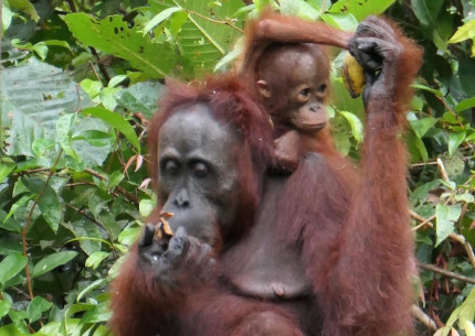 4 Days 3 Nights: Orangutan Tour in Tanjung Puting National Park