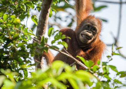 5 Days 4 Nights: Orangutan Tour in Tanjung Puting National Park & Dayak