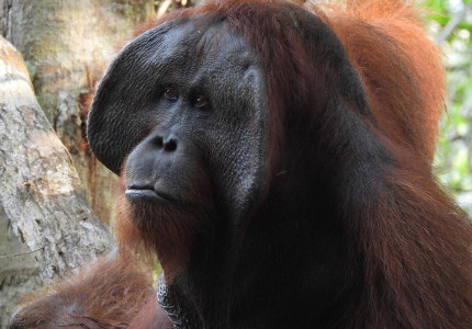 Group Tour ( Sharing Tour ): 3D2N Orangutan Tanjung Puting National Park