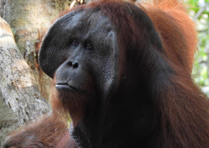 Group Tour ( Sharing Tour ): 3D2N Orangutan Tanjung Puting National Park