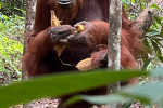 Borneo Shared Trip: 3D2N Orangutan Tanjung Puting National Park