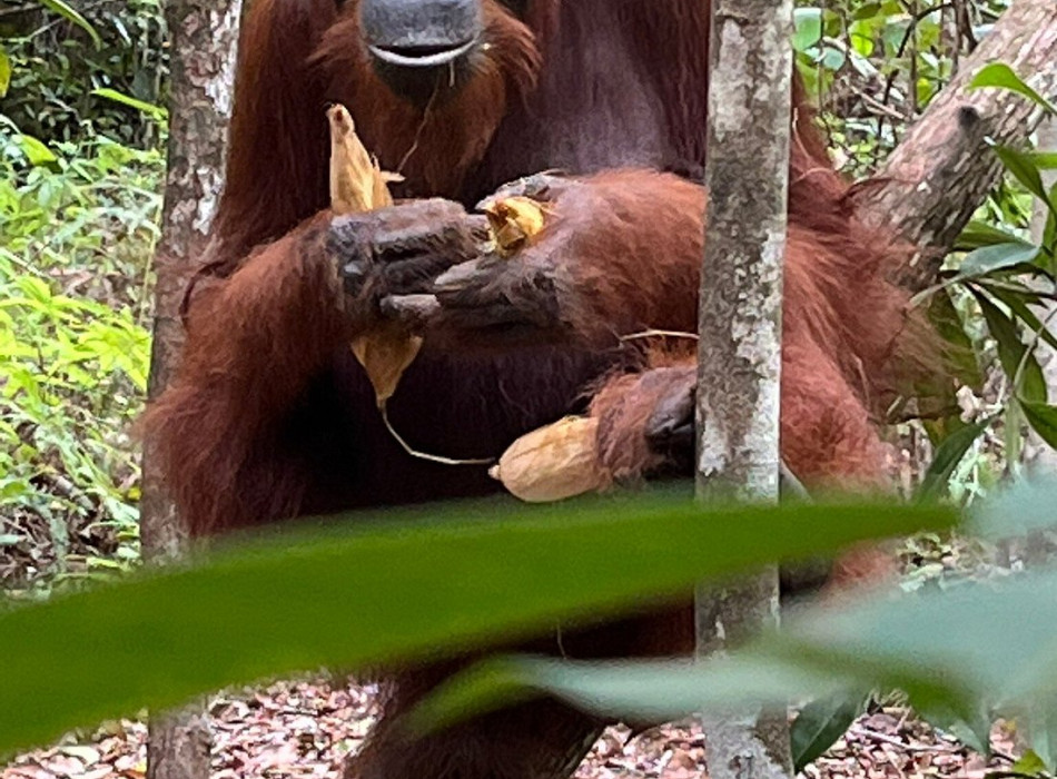Borneo Shared Trip: 3D2N Orangutan Tanjung Puting National Park