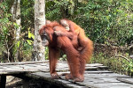 Borneo Shared Trip: 3D2N Orangutan Tanjung Puting National Park