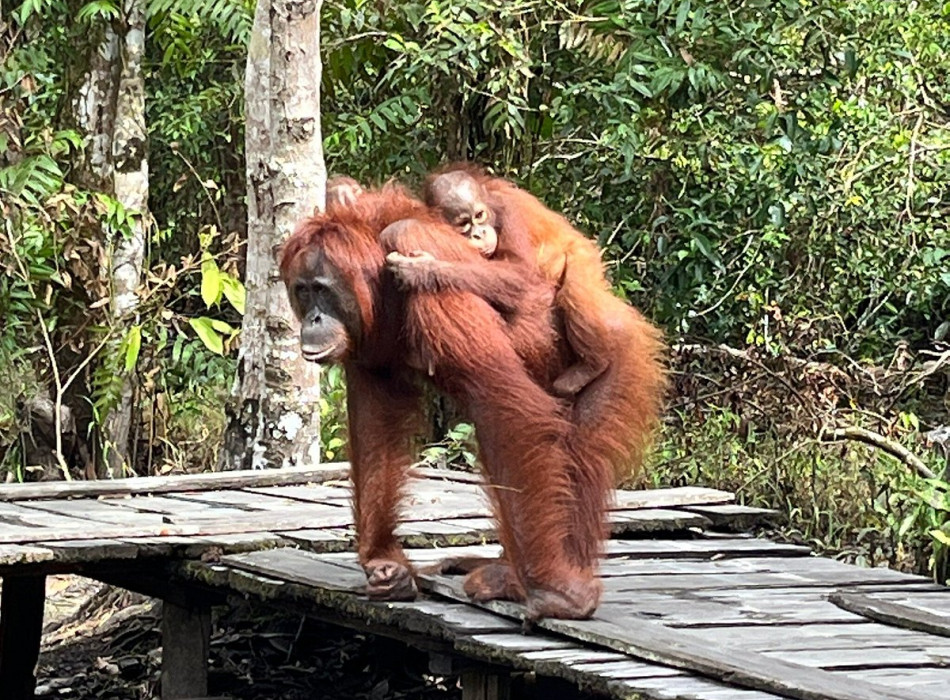 Borneo Shared Trip: 3D2N Orangutan Tanjung Puting National Park