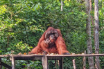 Borneo Shared Trip: 3D2N Orangutan Tanjung Puting National Park