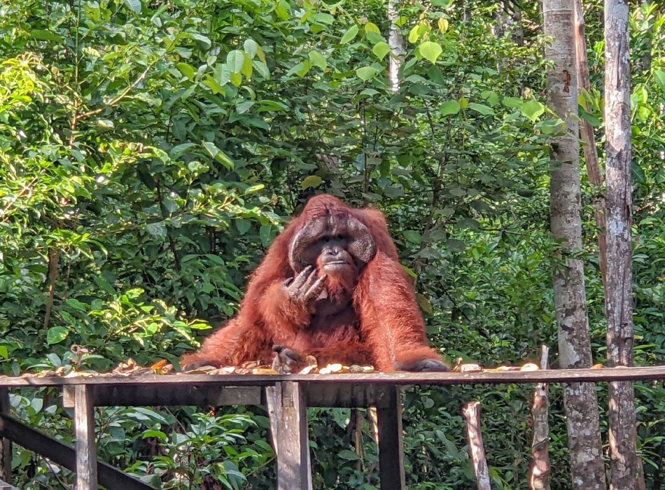 Borneo Shared Trip: 3D2N Orangutan Tanjung Puting National Park