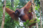 Borneo Shared Trip: 3D2N Orangutan Tanjung Puting National Park