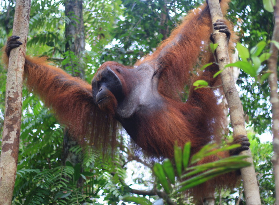 Borneo Shared Trip: 3D2N Orangutan Tanjung Puting National Park