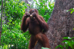 Borneo Shared Trip: 3D2N Orangutan Tanjung Puting National Park