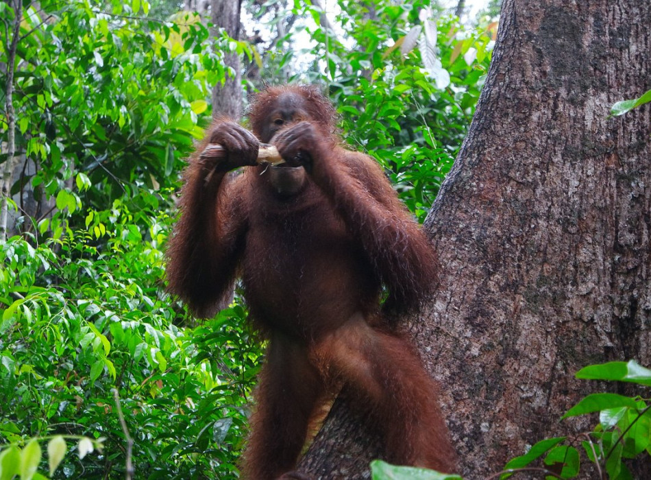 Borneo Shared Trip: 3D2N Orangutan Tanjung Puting National Park