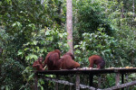 Borneo Shared Trip: 3D2N Orangutan Tanjung Puting National Park