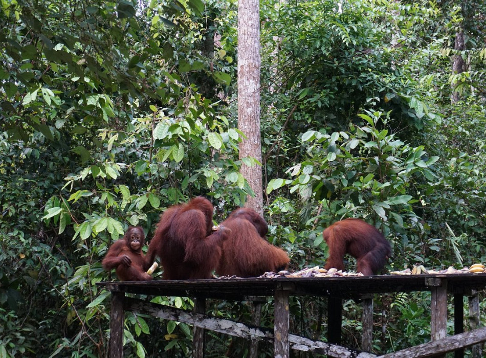 Borneo Shared Trip: 3D2N Orangutan Tanjung Puting National Park