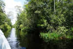 Borneo Shared Trip: 3D2N Orangutan Tanjung Puting National Park