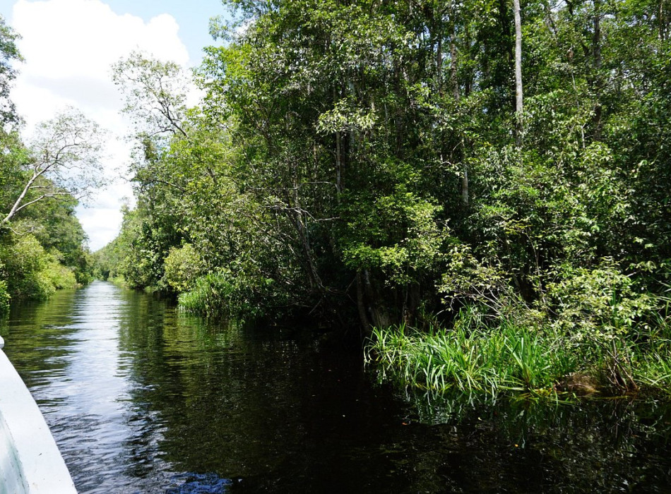 Borneo Shared Trip: 3D2N Orangutan Tanjung Puting National Park