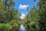 Borneo Shared Trip: 3D2N Orangutan Tanjung Puting National Park