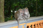 Bali Port: Tanah Lot Tour