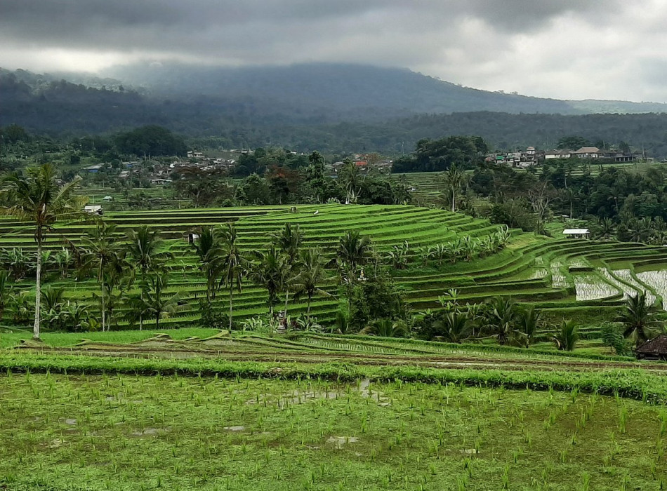 Bali Port: Jatiluwih Tanah Lot Tour