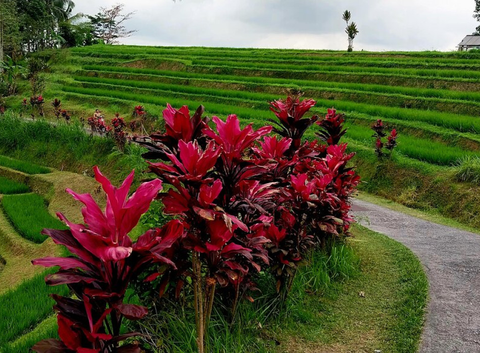 Bali Port: Jatiluwih Tanah Lot Tour
