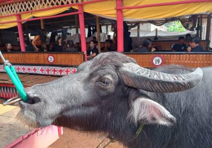 4 Days 3 Nights Tana Toraja Tour Package