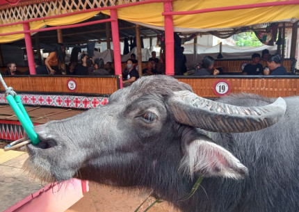 4 Days 3 Nights Tana Toraja Tour Package