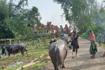 4 Days 3 Nights Tana Toraja Tour Package