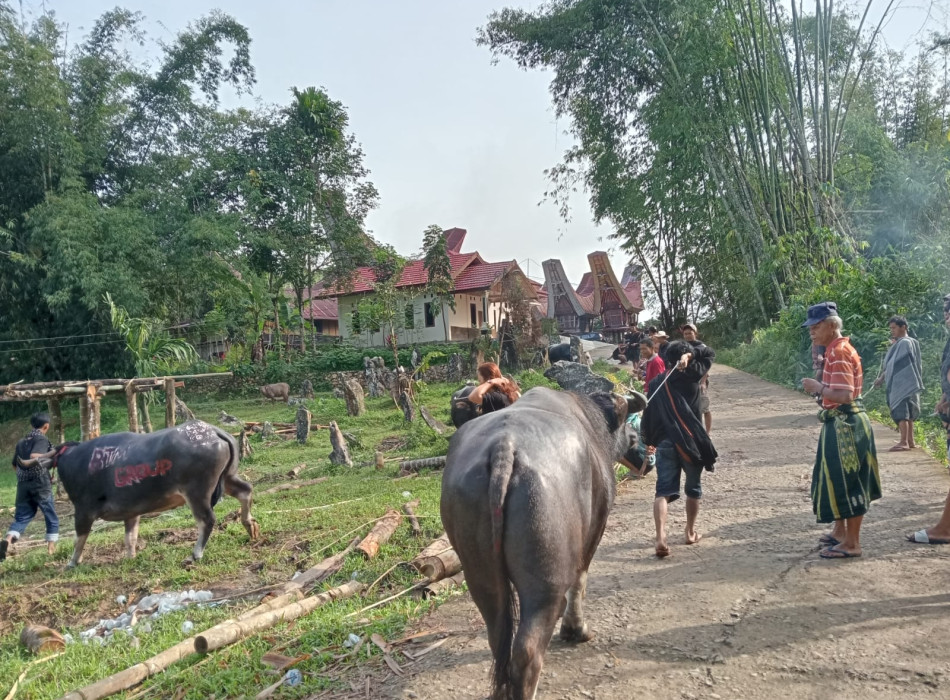 4 Days 3 Nights Tana Toraja Tour Package