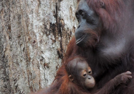 Borneo Shared Trip: 3D2N Orangutan Tanjung Puting National Park