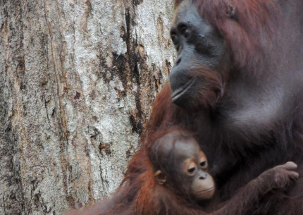 Borneo Shared Trip: 3D2N Orangutan Tanjung Puting National Park