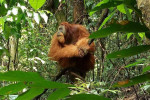 Orangutan Bukit Lawang Trekking Tour Medan