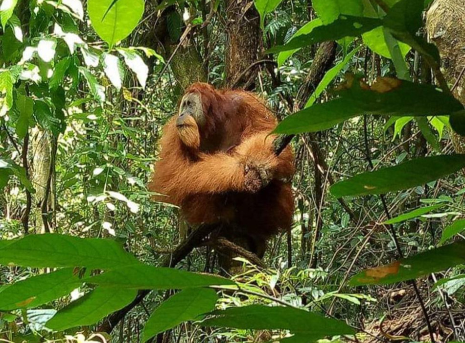Orangutan Bukit Lawang Trekking Tour Medan